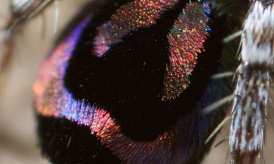 说明: Nature's smallest rainbows, created by peacock spiders, may inspire new optical technology